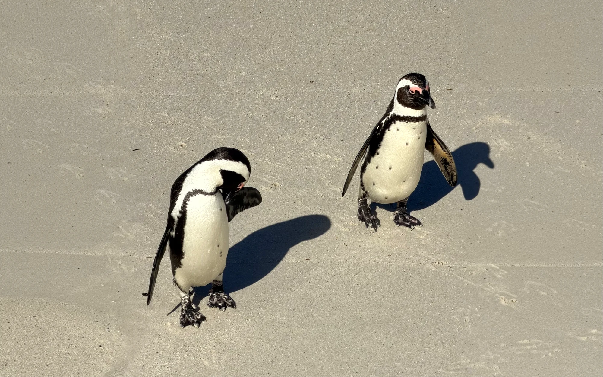 Cape Peninsula Ride — 3